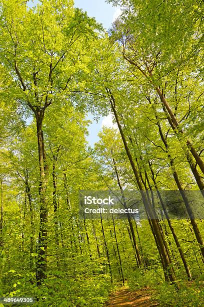 Weg Im Wald Frühling Beech Stockfoto und mehr Bilder von Anhöhe - Anhöhe, Baum, Baumkrone