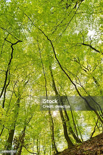 Spring Sonne Im Buche Forest Stockfoto und mehr Bilder von Anhöhe - Anhöhe, Baum, Baumkrone