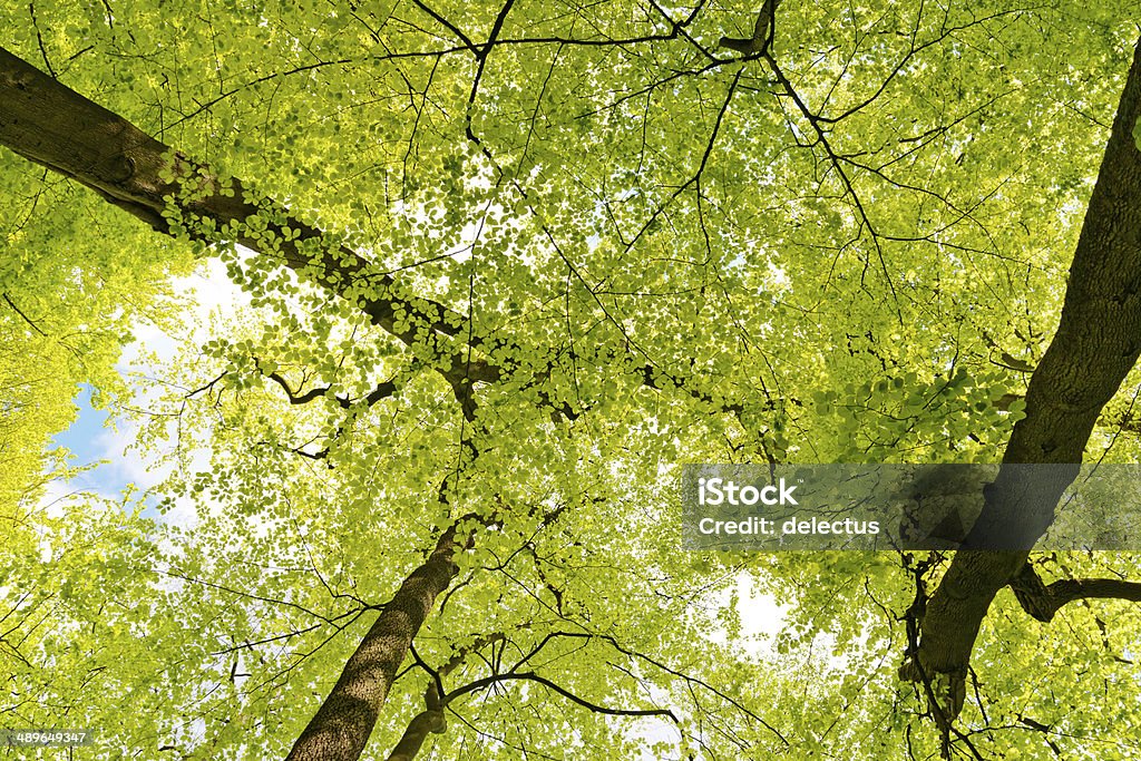 spring Sonne im Buche forest - Lizenzfrei Anhöhe Stock-Foto