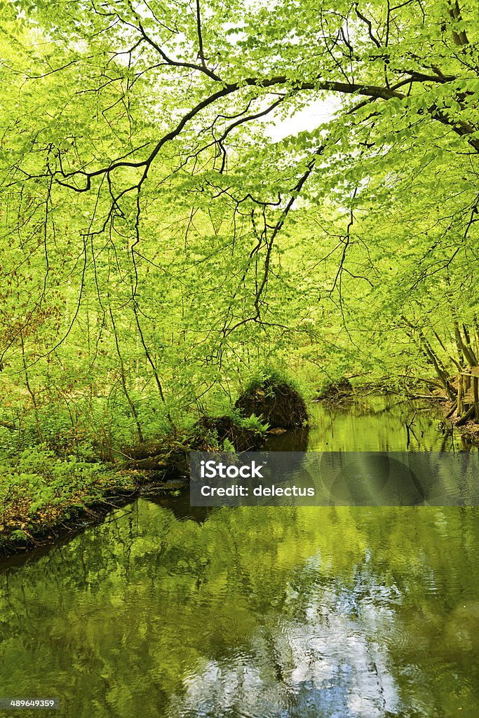 Creek im Frühling Buche forest - Lizenzfrei Anhöhe Stock-Foto