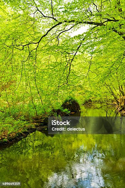 Creek Im Frühling Buche Forest Stockfoto und mehr Bilder von Anhöhe - Anhöhe, Bach, Baum
