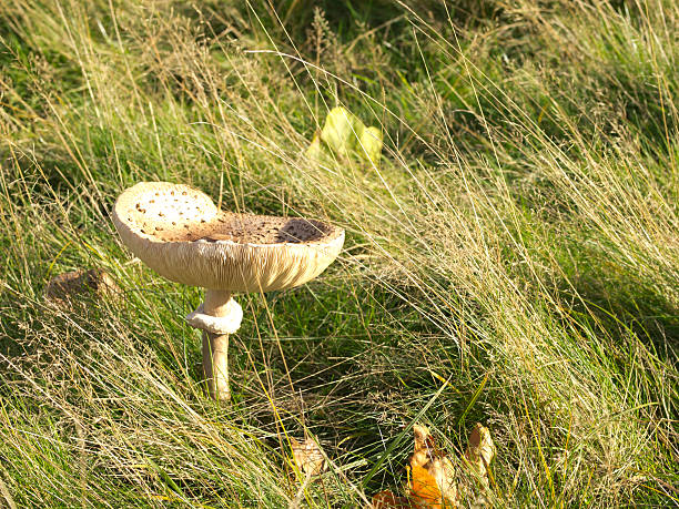 Small mushrooms in the forest. Plant background.