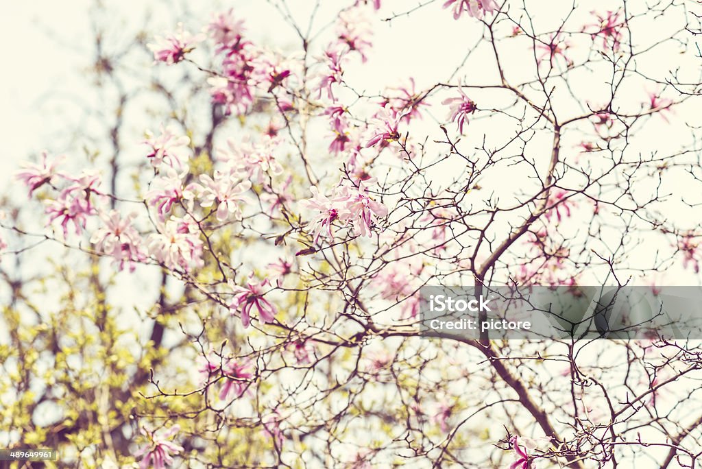 Magnolia Soulangeana Magnolia Soulangeana. Beauty In Nature Stock Photo