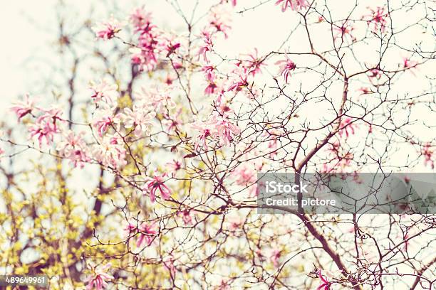 Magnolia Soulangeana Stock Photo - Download Image Now - Beauty In Nature, Botanical Garden, Botany