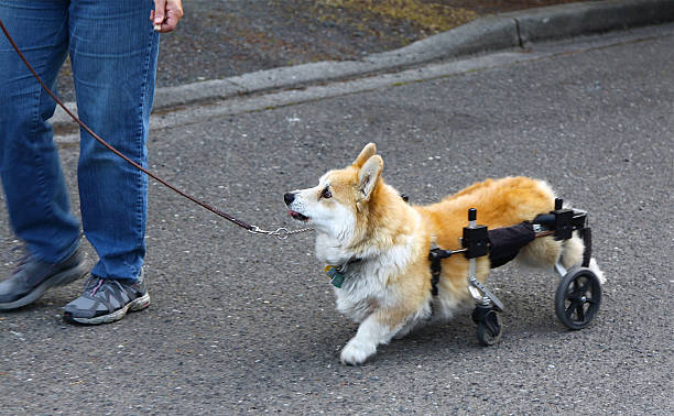 Small Dog With His Wheelchair Device stock photo