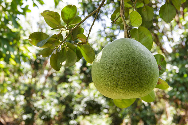 pomelo stock photo