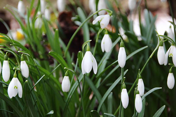istock Closeup on common snowdrop flowers at springtime 489651127