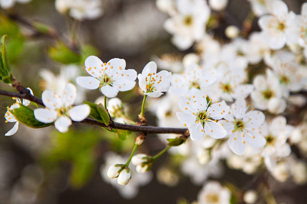 istock branch of a blossoming tree with white flowers 489651153