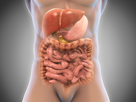 Human Digestive System Illustration. 3D render