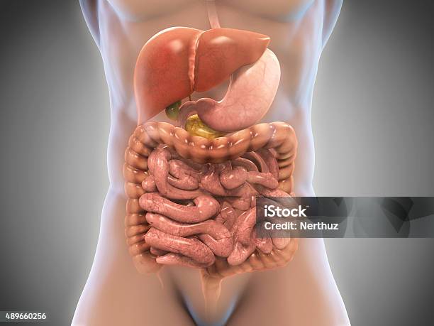 Human Digestive System Stock Photo - Download Image Now - Anatomy, Three Dimensional, Abdomen
