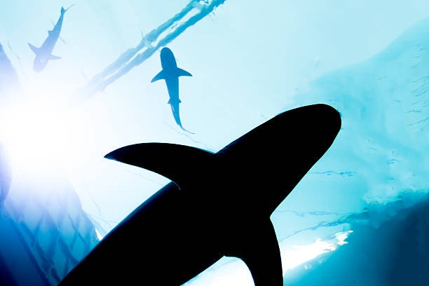 istock Underwater with silhouette of shark 489660974