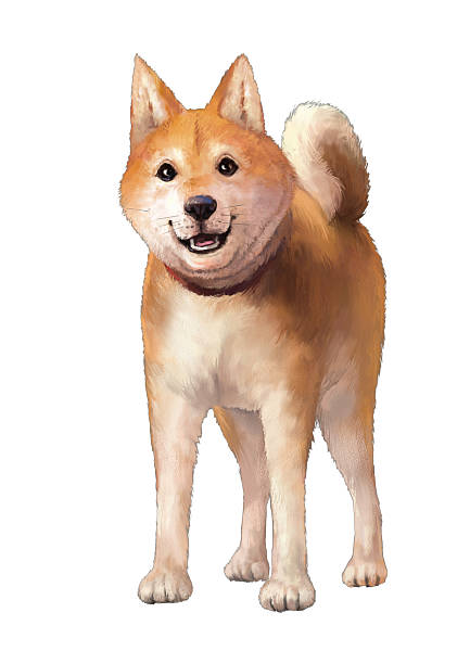 Shiba Inu - ilustração de arte vetorial