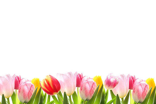 dekoracyjne obramowanie tulip - child craft flower single flower zdjęcia i obrazy z banku zdjęć