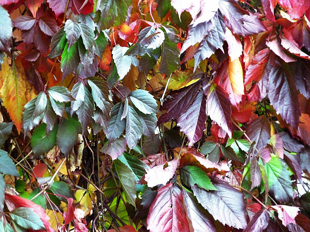 foglie di ivy - sibiria foto e immagini stock