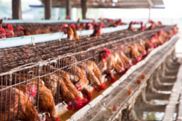 istock Blurred view of Chicken farm. 489662668