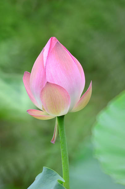 istock bloom lotus with leaf in summer 489663486