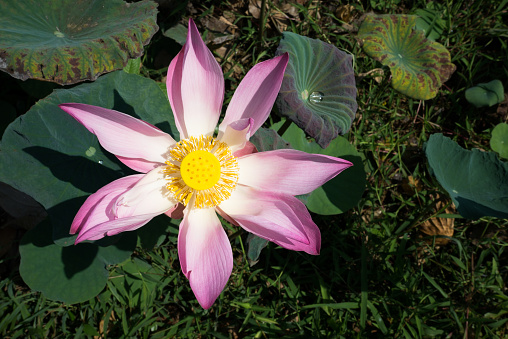 Lotus flower top view.