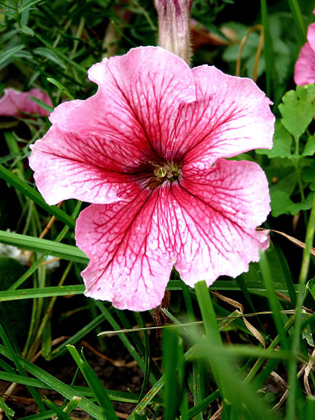 petunia - sibiria foto e immagini stock