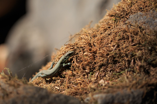 Small forest lizard Darevskia uzzelli on the light, macro, small DoF. Beautiful background. Moss.