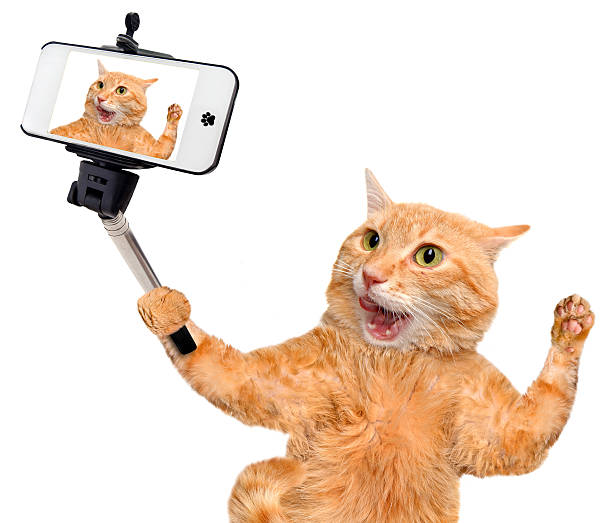 istock Cat taking a selfie with a smartphone 489665232