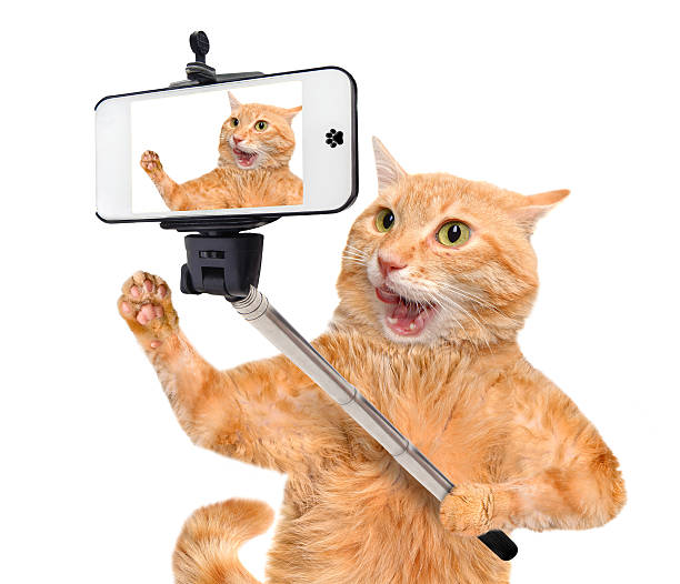 istock Cat taking a selfie with a smartphone 489665468