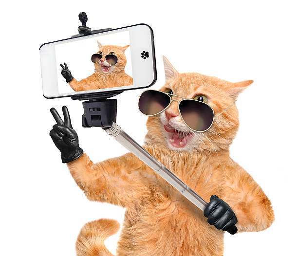 istock Cat taking a selfie with a smartphone. 489665770