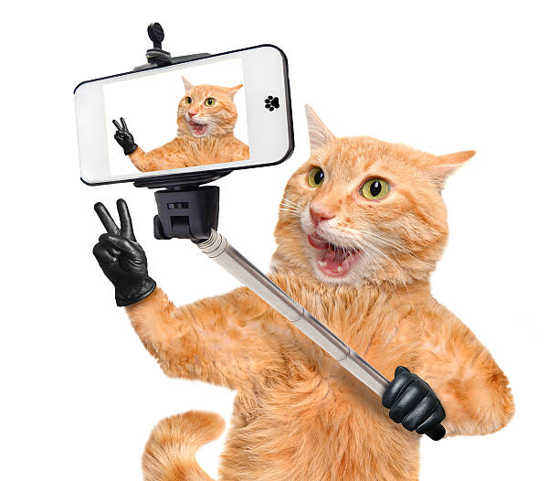 istock Cat taking a selfie with a smartphone . 489666180