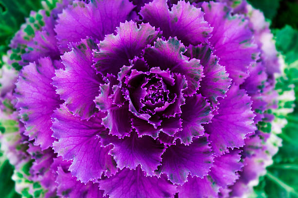 istock Flowers in the garden 489667902
