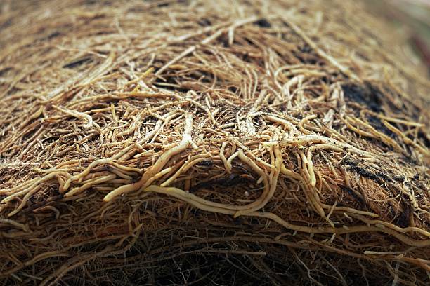 istock root of lemongrass 489668646