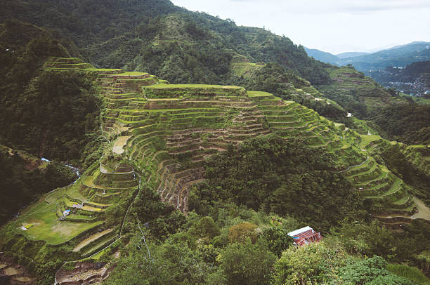istock Banaue Rice Terraces, Philippines 489668670