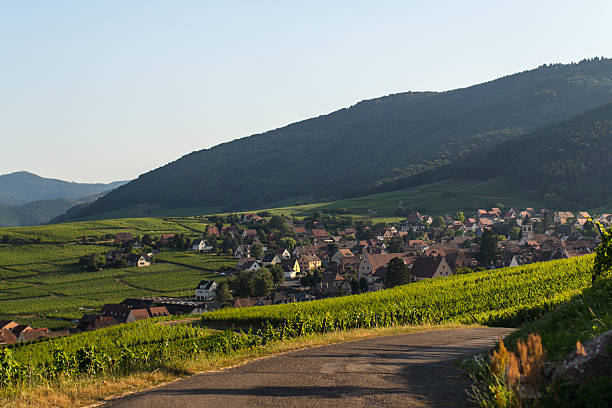 istock Grape yard in France 489668936
