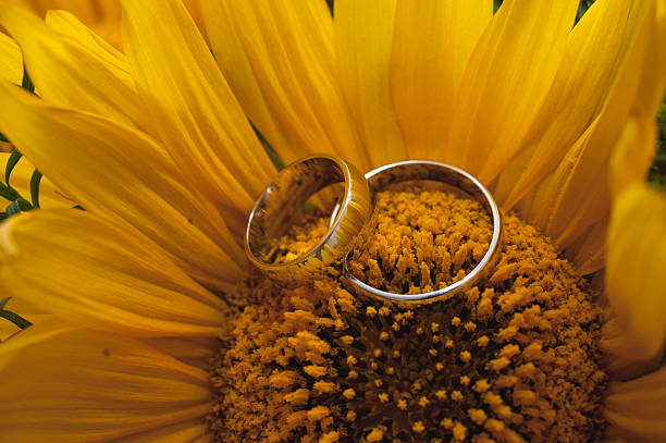 istock Two wedding rings lie on a large sunflower. 489669396