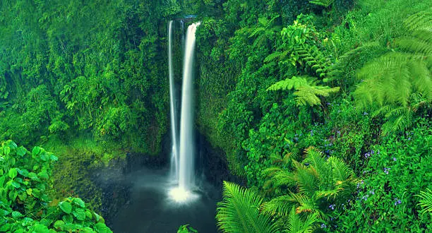 Waterfall Nature Scenics Waterfall Forest Concept