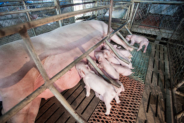 istock pigs in the farm 489669642