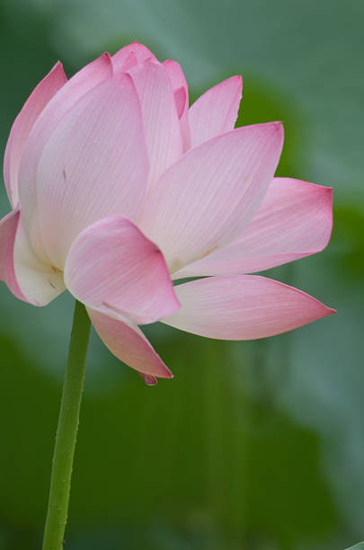 istock bloom lotus with leaf in summer 489669660