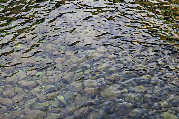 istock school of fish water background texture 489669692