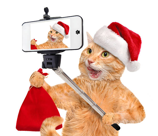 istock Cat taking a selfie with a smartphone . 489669718