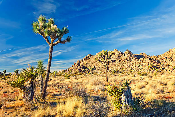 istock Joshua Tree National Park, California 489669766