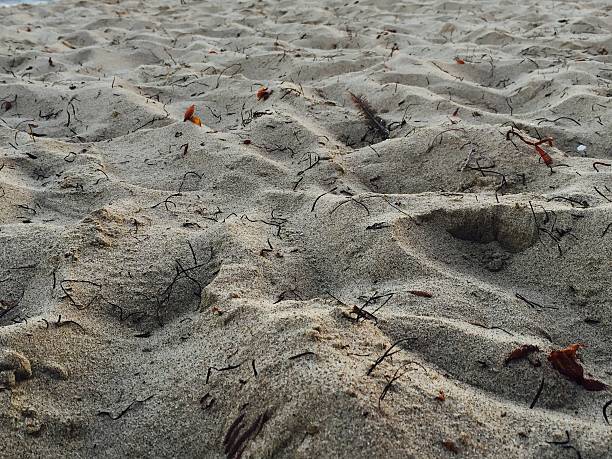istock Sand of the Beach 489669872