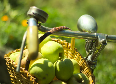 Autumn is here! Shot of fresh green apples in small wooden basket on old bicycle. Thank you apple trees, thank you nature!