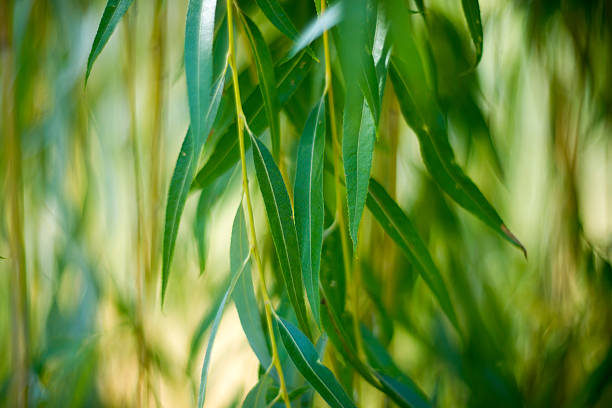 willow foglie primo piano - salice foto e immagini stock