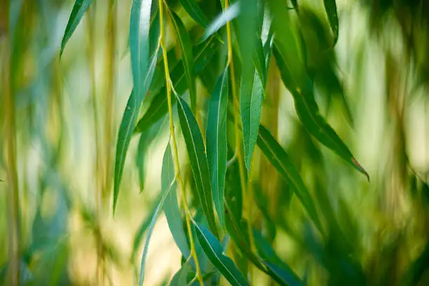 Photo of Willow leaves close up