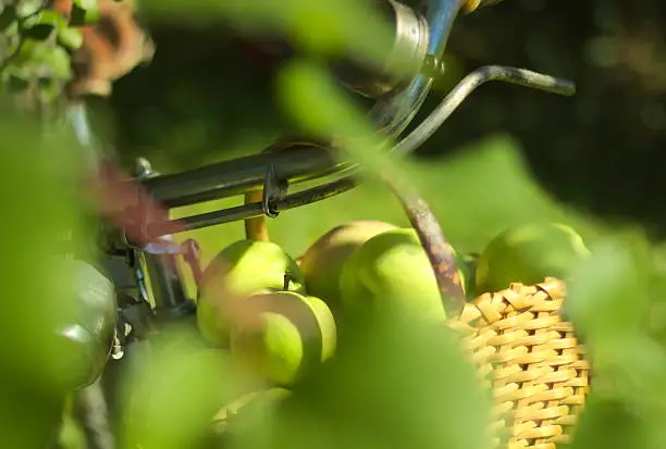 Autumn is here! Fresh green apples in wooden basket hanging on old bicycle behind green shadows from leafs in first plan. Thank you nature for healthy fruit full of vitamins! ;-)  