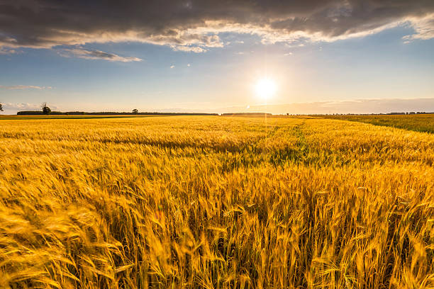 istock Landscape of corn field at summer sunset 489672272