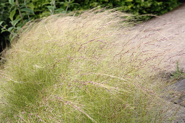 turf of grass stock photo