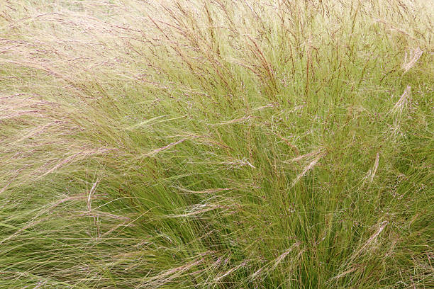 soft green grass stock photo