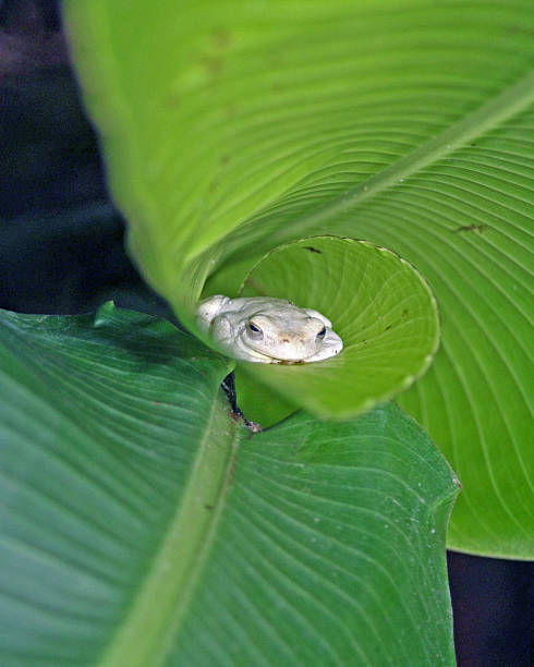 raganella bianco arrotolato orecchio foglia in elefante - whites tree frog foto e immagini stock