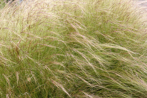 swaying grass stock photo