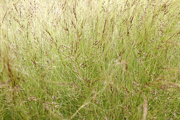 grass seeds stock photo