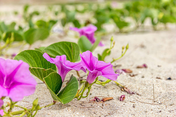 istock Ipomoea hammer Up the beach 489686710